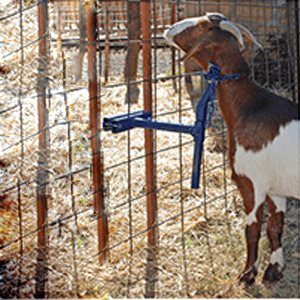 Goat Farming Equipments