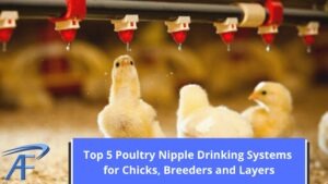 Nipple Drinking Systems For Chicks